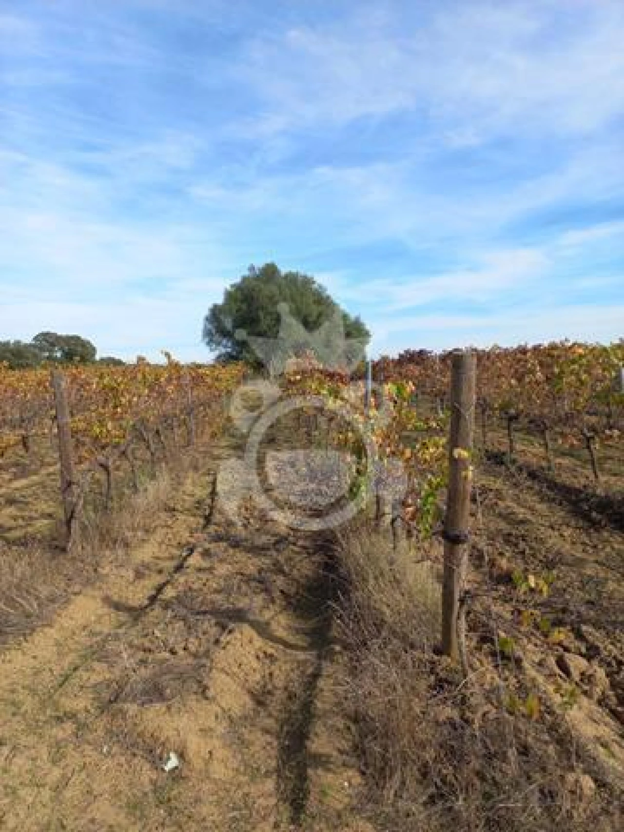 Terreno para Venda em Reguengos de Monsaraz Foto 8