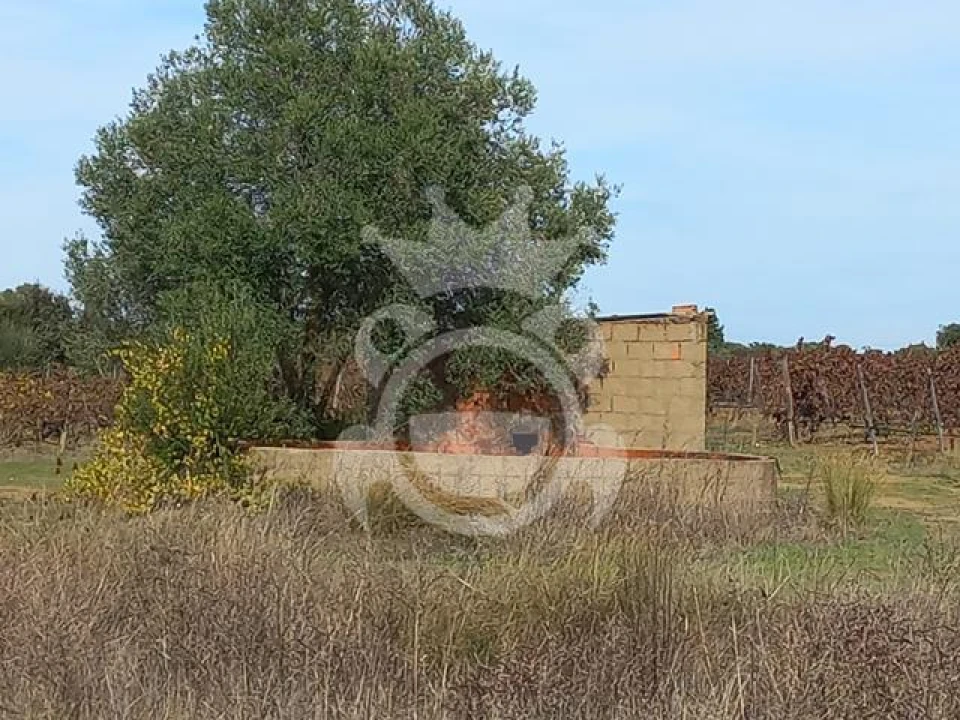 Terreno para Venda em Reguengos de Monsaraz Foto 5