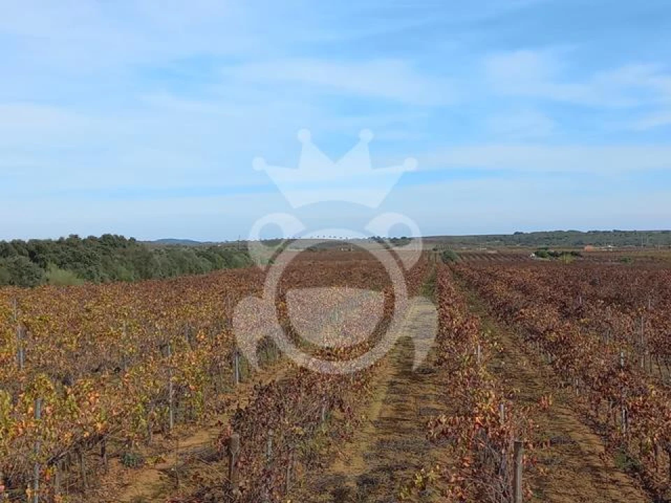 Terreno para Venda em Reguengos de Monsaraz Foto 7