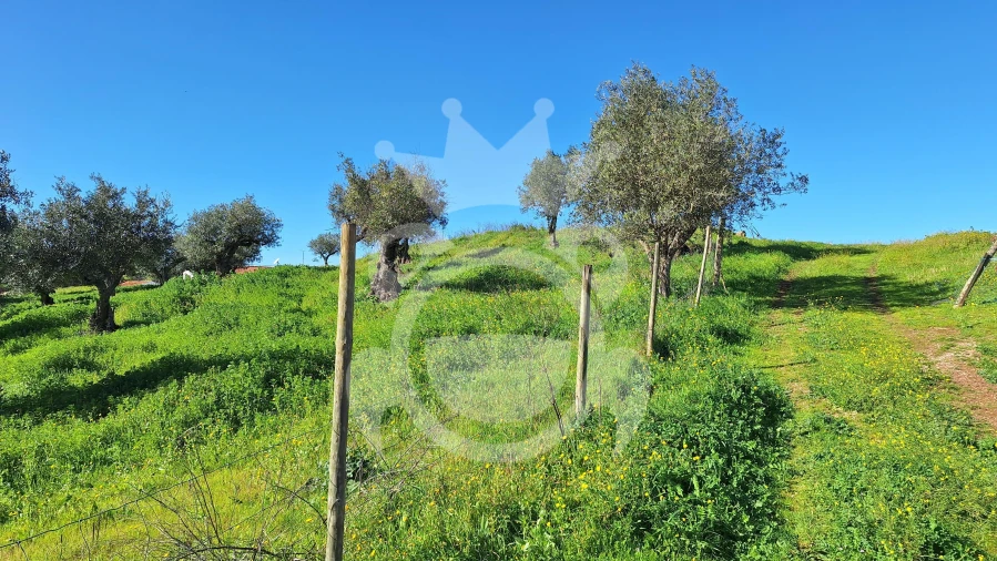 Terreno para Venda em Amieira e Alqueva Foto 11