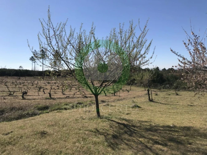 Terreno para Venda em Ervões Foto 4
