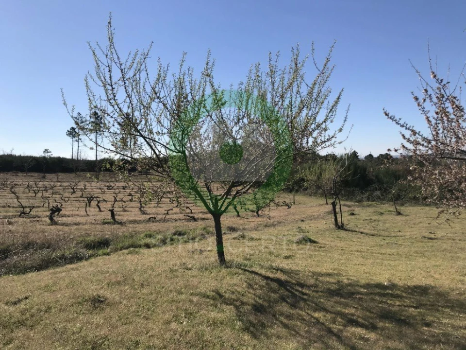 Terreno para Venda em Ervões Foto 4
