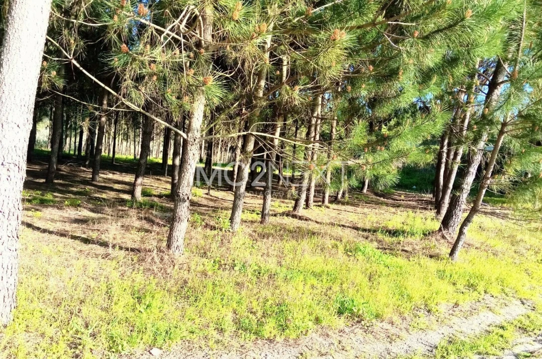 Terreno para Venda em Pataias e Martingança Foto 17