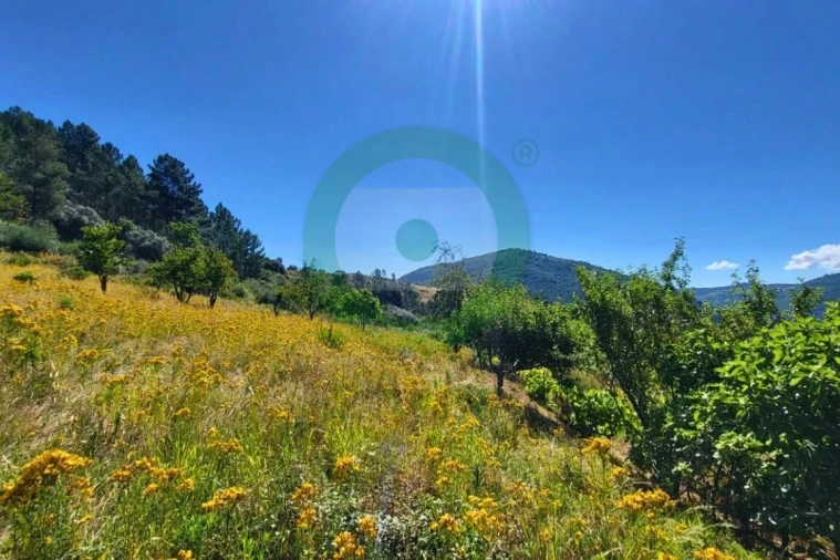 Terreno para Venda em Vinhais Foto 2