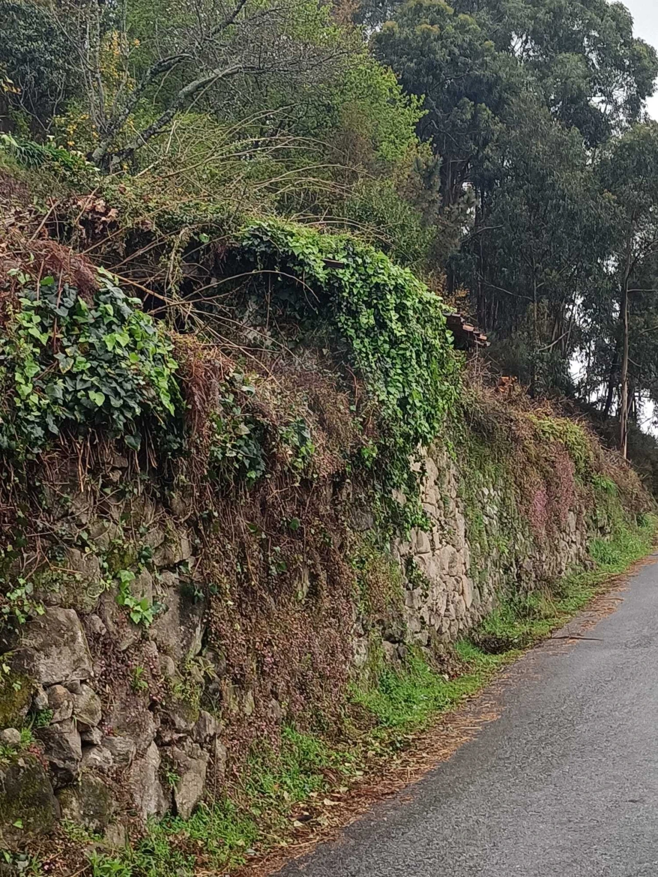 Terreno para Venda em Pico Foto 10