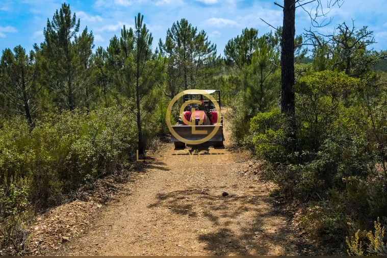 Terreno para Venda em Salir Foto 13