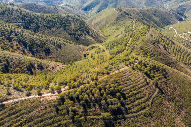 Terreno para Venda em Cachopo Foto 5