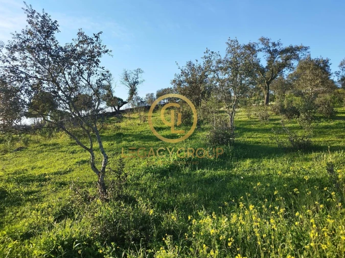 Terreno para Venda em Santiago Maior Foto 18