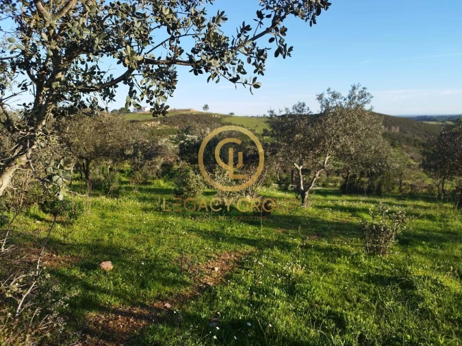 Terreno para Venda em Santiago Maior Foto 15