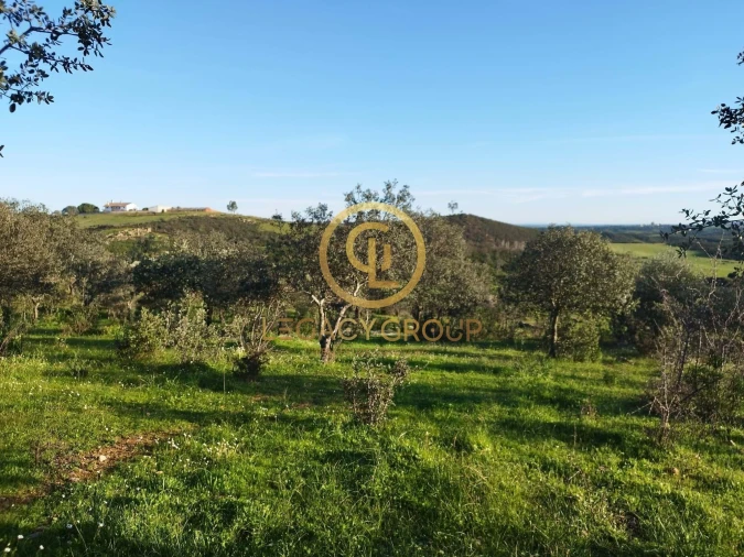 Terreno para Venda em Santiago Maior Foto 16