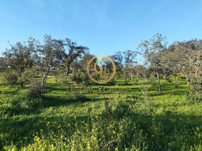 Terreno para Venda em Santiago Maior Foto 20