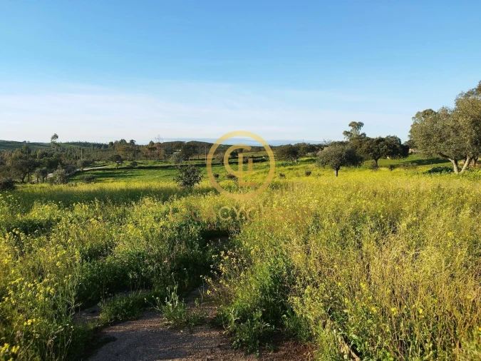 Terreno para Venda em Santiago Maior Foto 5