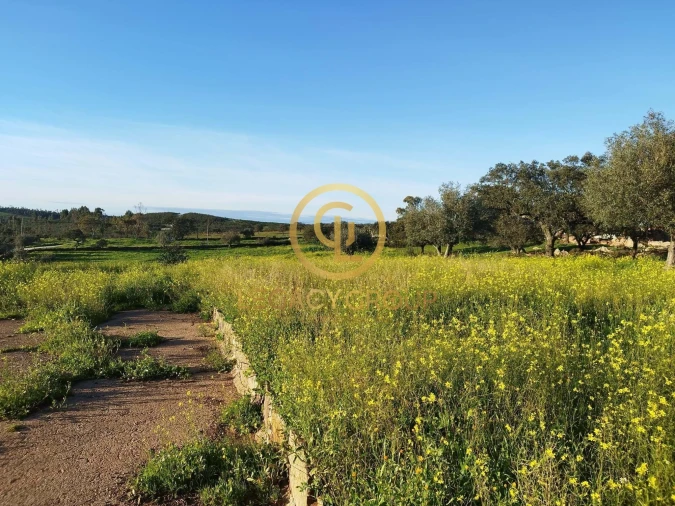 Terreno para Venda em Santiago Maior Foto 13