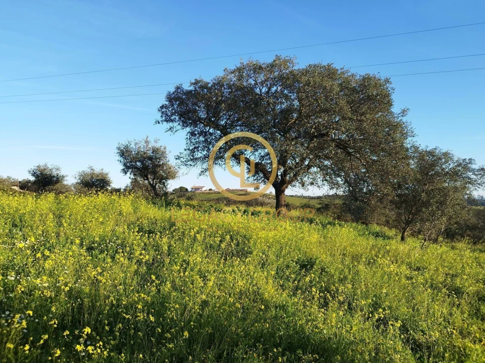Terreno para Venda em Santiago Maior Foto 11