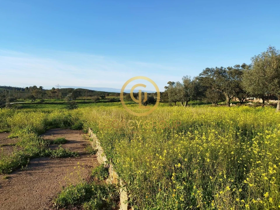 Terreno para Venda em Santiago Maior Foto 13