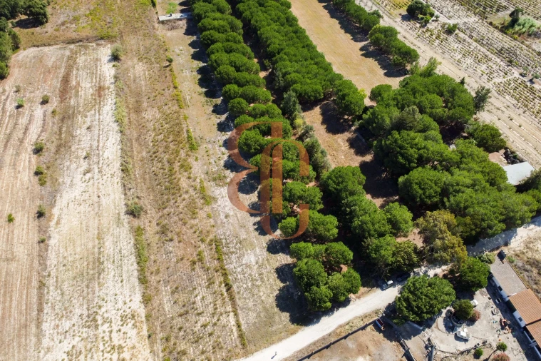 Terreno para Venda em Vila Chã de Ourique Foto 8