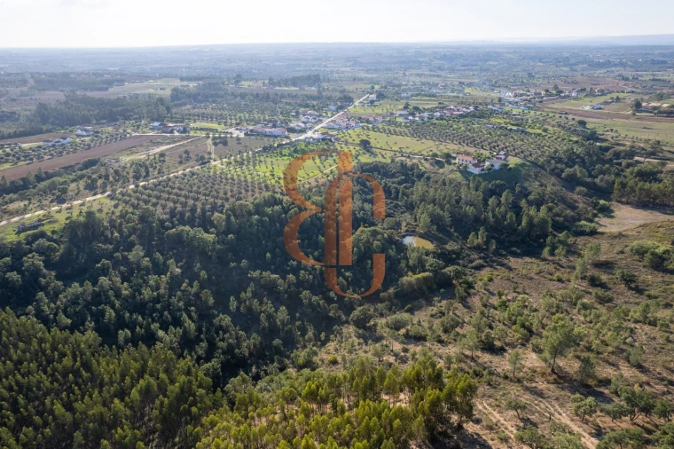 Terreno para Venda em Brogueira, Parceiros de Igreja e Alcorochel Foto 5