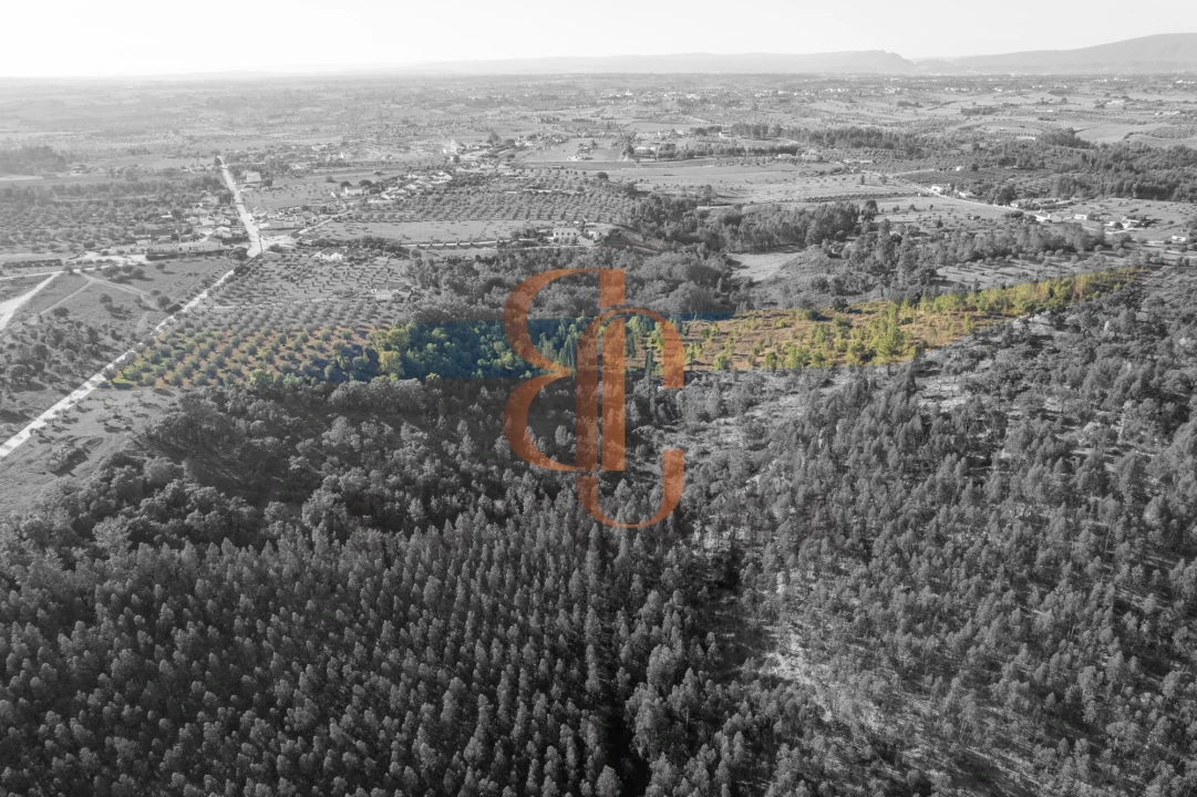 Terreno para Venda em Brogueira, Parceiros de Igreja e Alcorochel Foto 6
