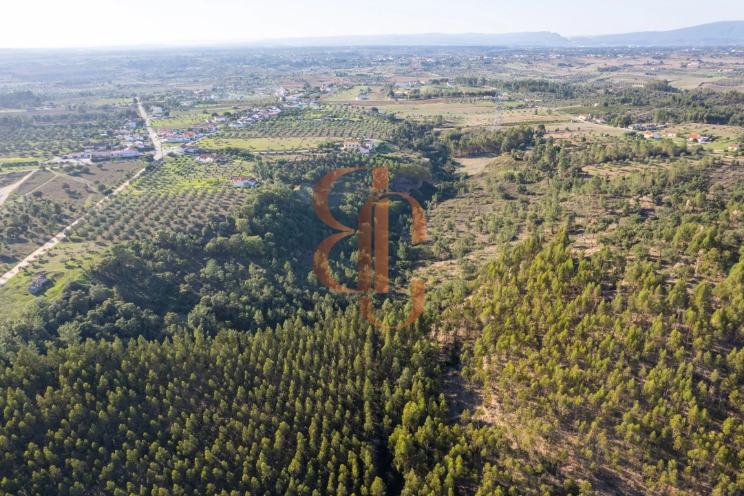 Terreno para Venda em Brogueira, Parceiros de Igreja e Alcorochel Foto 7