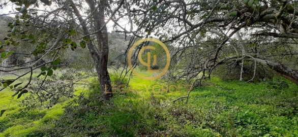 Terreno para Venda em Alcoutim e Pereiro