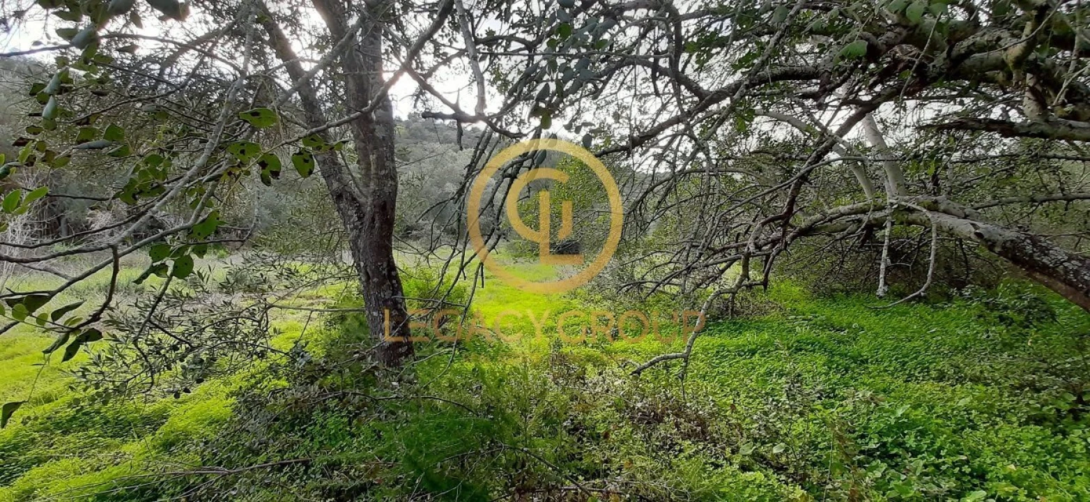 Terreno para Venda em Alcoutim e Pereiro Foto 7