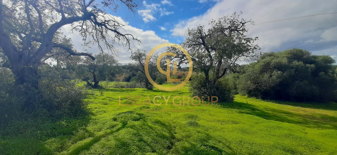 Terreno para Venda em Altura Foto 18