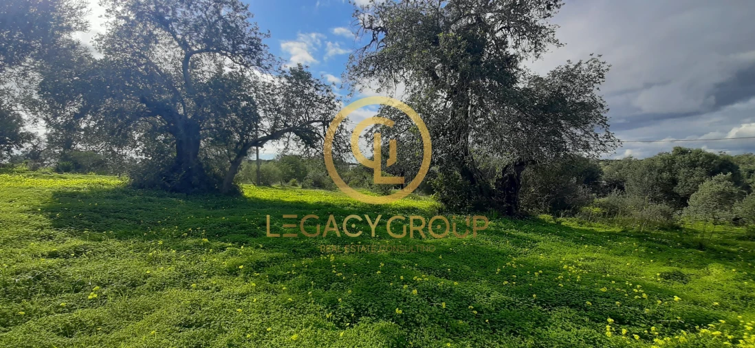 Terreno para Venda em Altura Foto 14