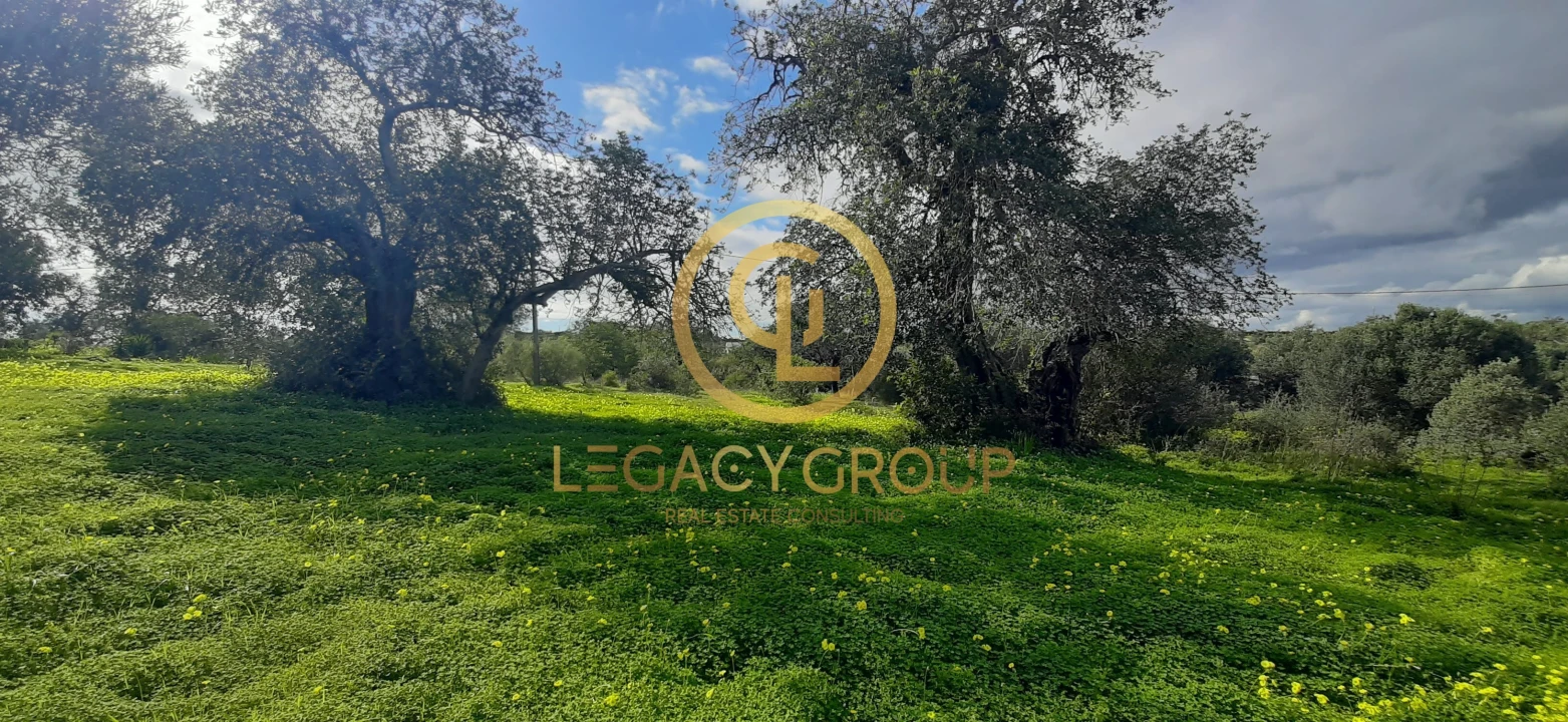 Terreno para Venda em Altura Foto 14