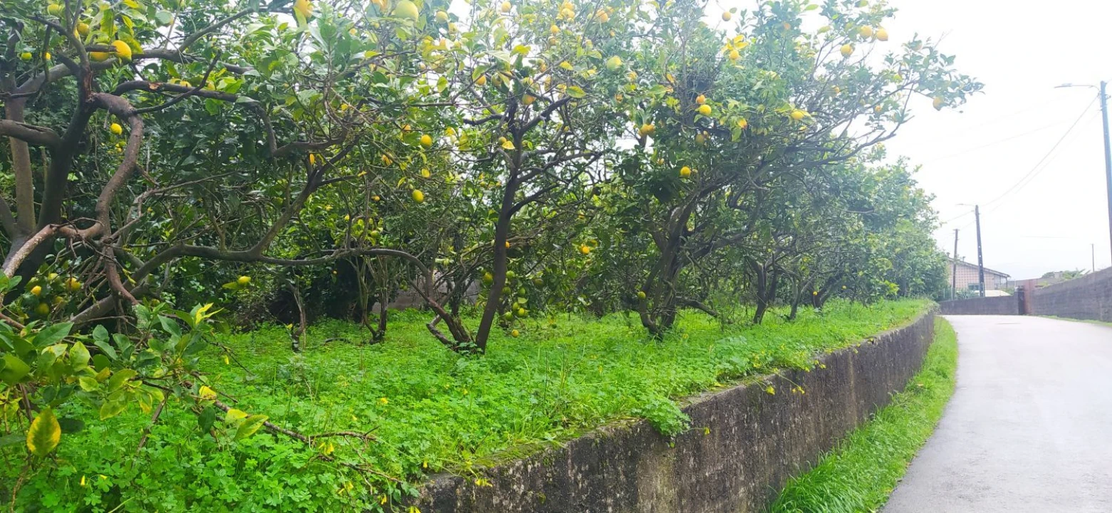 Terreno Agricola ou Rústico para Venda em Aradas Foto 3