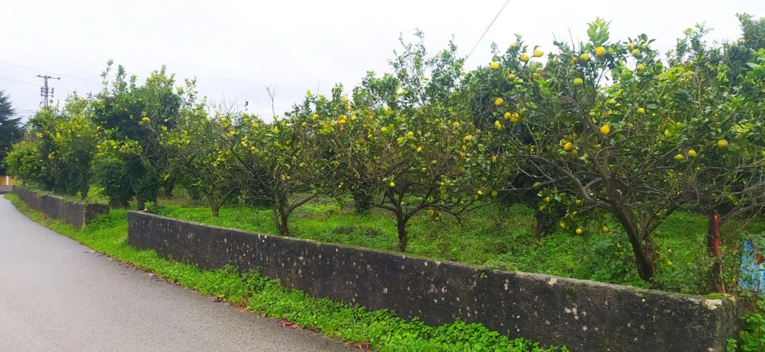 Terreno Agricola ou Rústico para Venda em Aradas Foto 2
