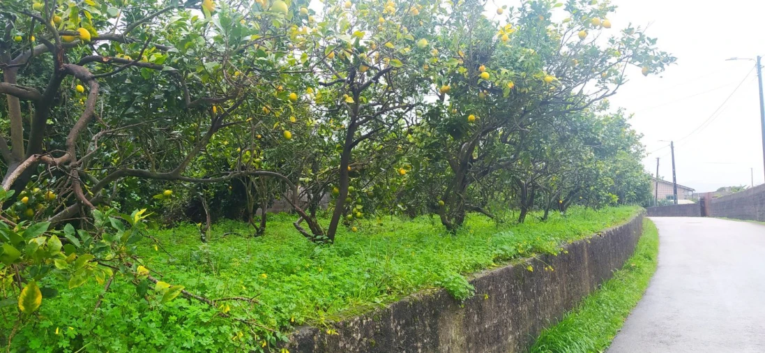 Terreno Agricola ou Rústico para Venda em Aradas Foto 3
