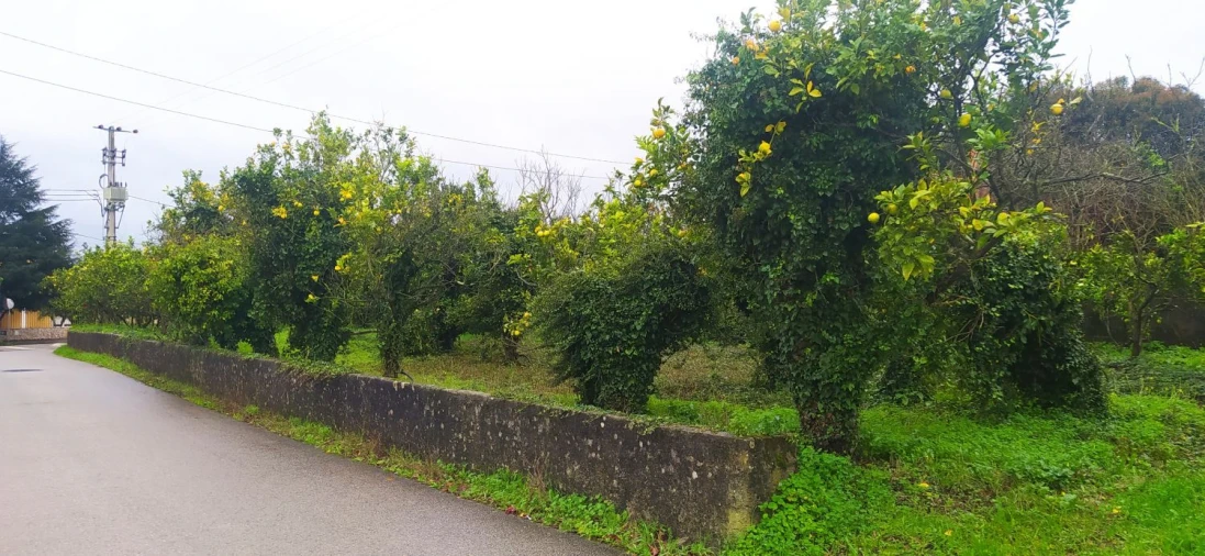 Terreno Agricola ou Rústico para Venda em Aradas Foto 4