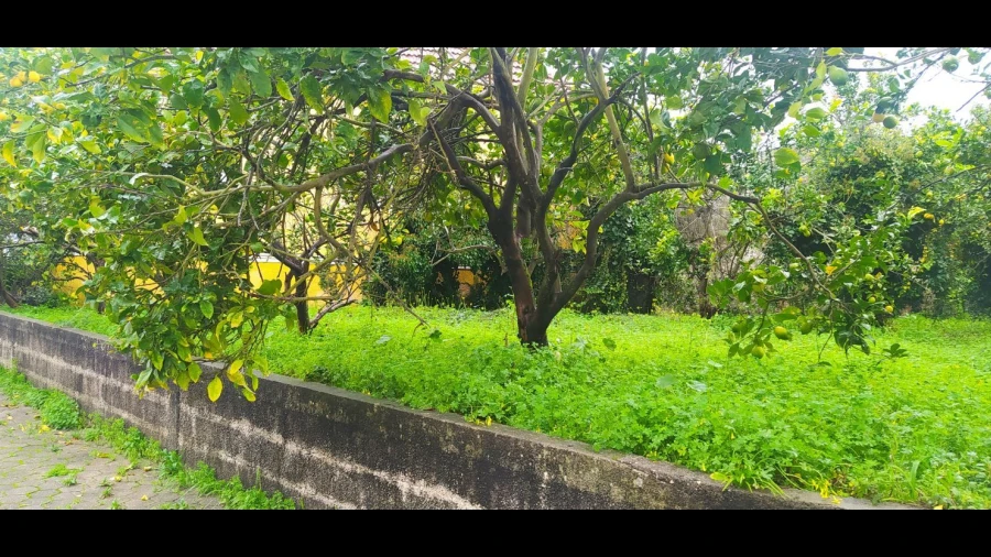 Terreno Agricola ou Rústico para Venda em Aradas