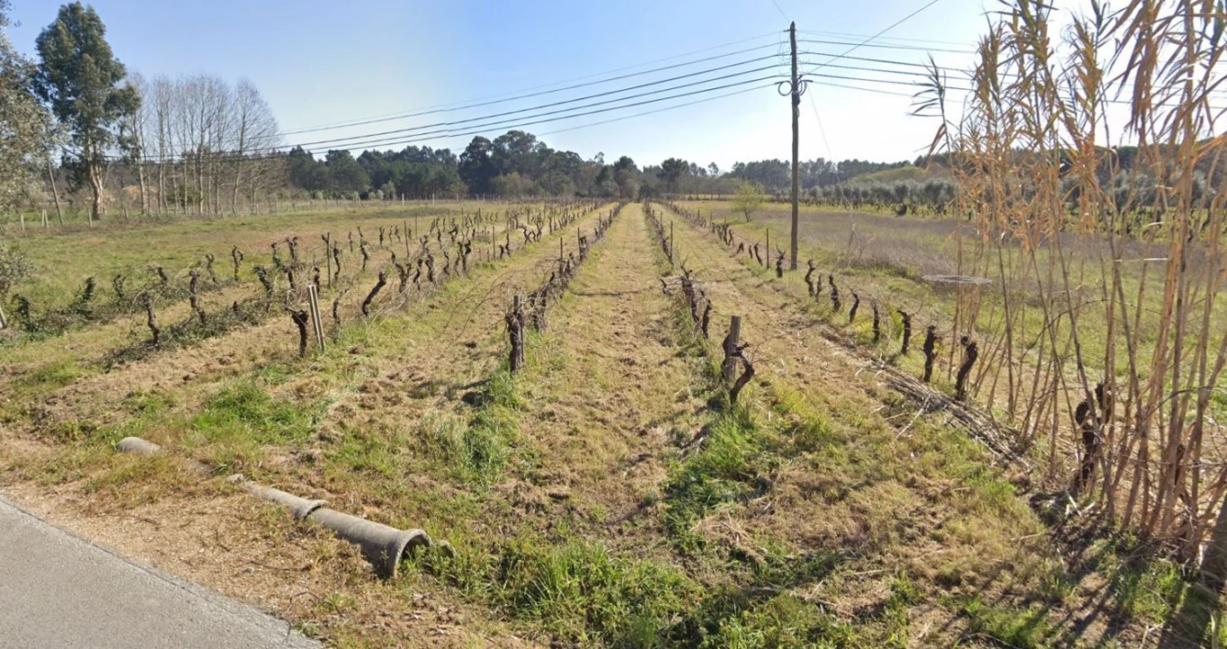 Terreno Agricola ou Rústico para Venda em Oliveira do Bairro Foto 2