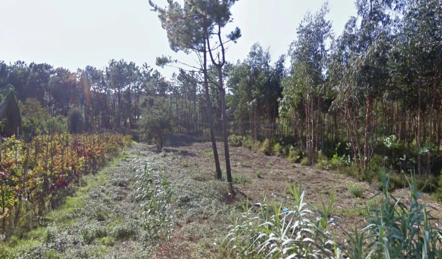 Terreno Agricola ou Rústico para Venda em Oliveira do Bairro Foto 2