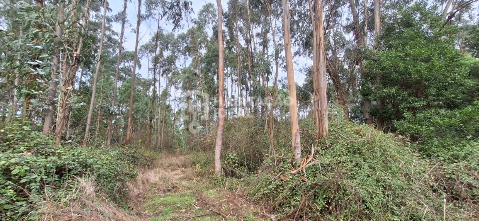 Terreno Agricola ou Rústico para Venda em Bustos, Troviscal e Mamarrosa Foto 4