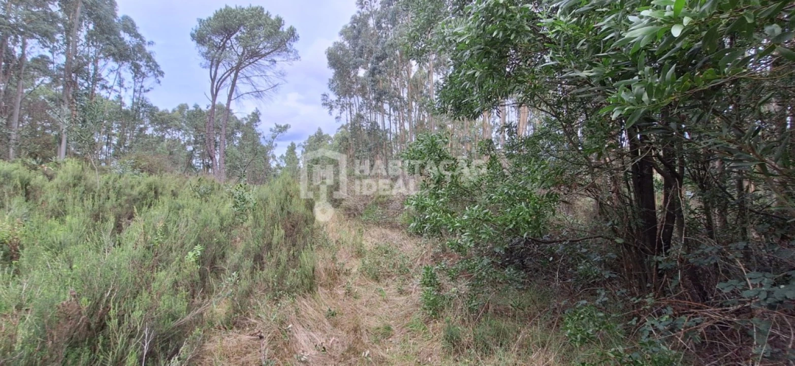 Terreno Agricola ou Rústico para Venda em Bustos, Troviscal e Mamarrosa Foto 5