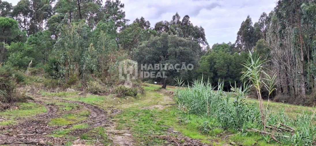 Terreno Agricola ou Rústico para Venda em Bustos, Troviscal e Mamarrosa Foto 8