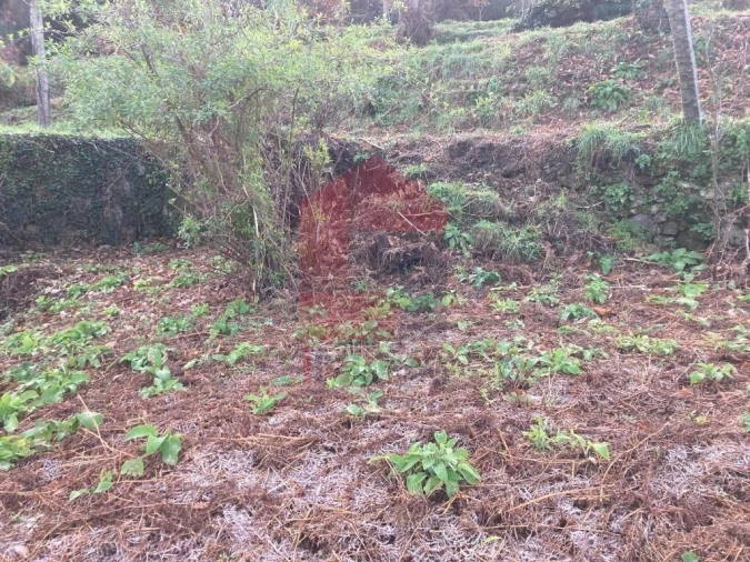 Terreno para Venda em Coucieiro Foto 21