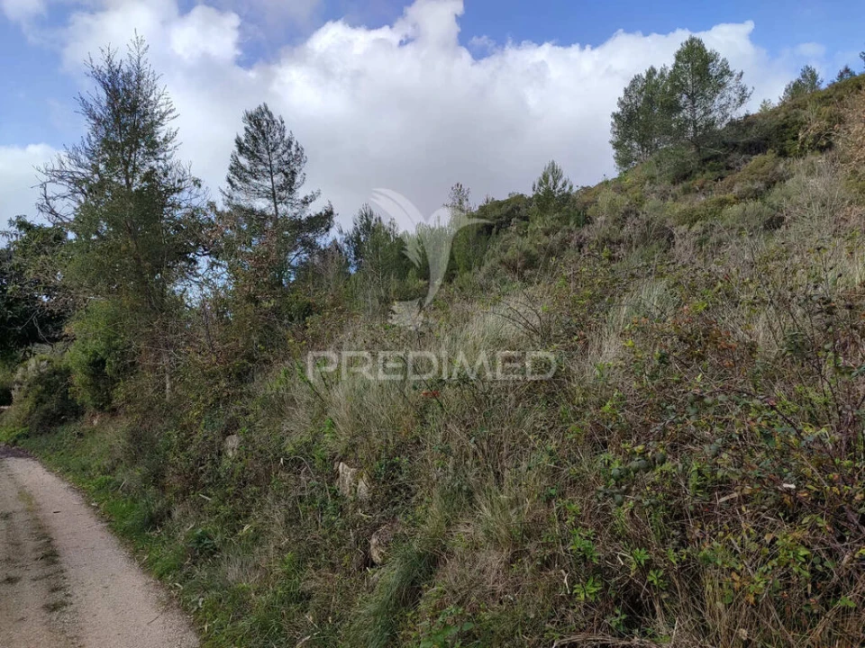 Terreno para Venda em Ribafria e Pereiro de Palhacana Foto 6