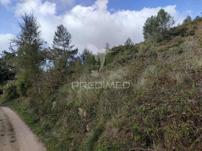 Terreno para Venda em Ribafria e Pereiro de Palhacana Foto 6