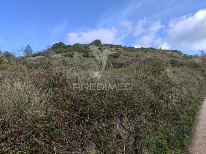 Terreno para Venda em Ribafria e Pereiro de Palhacana Foto 3
