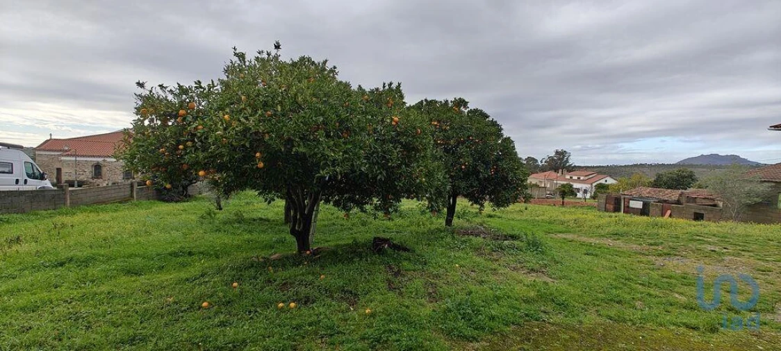 Moradia T5 para Venda em Penha Garcia Foto 6