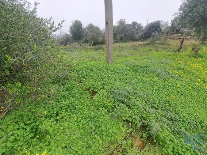 Terreno para Venda em São Brás de Alportel Foto 5