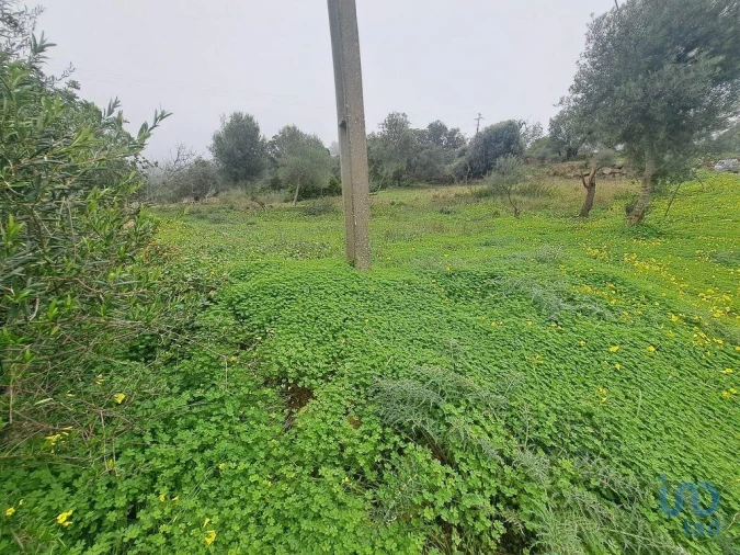 Terreno para Venda em São Brás de Alportel Foto 7