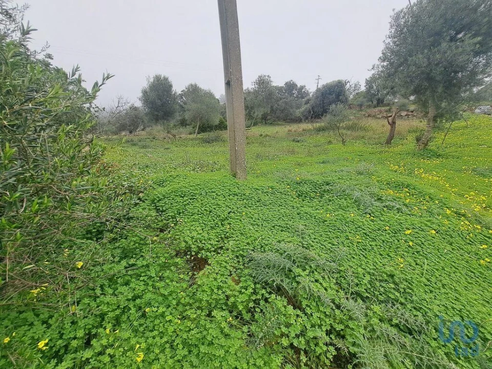 Terreno para Venda em São Brás de Alportel Foto 7