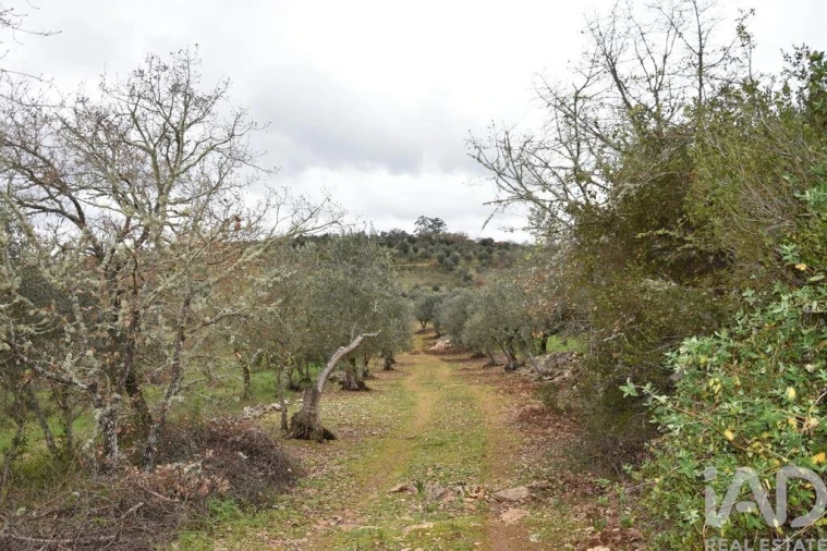 Terreno para Venda em Chãos Foto 29
