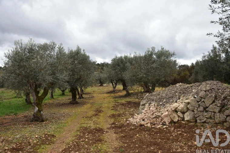 Terreno para Venda em Chãos Foto 25
