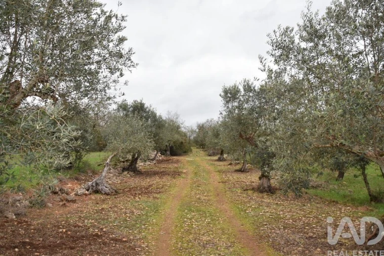 Terreno para Venda em Chãos Foto 26