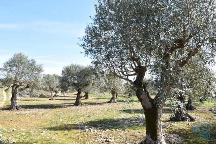 Terreno para Venda em Chãos Foto 3